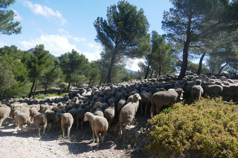 1000 bêtes Majorques vaucluse