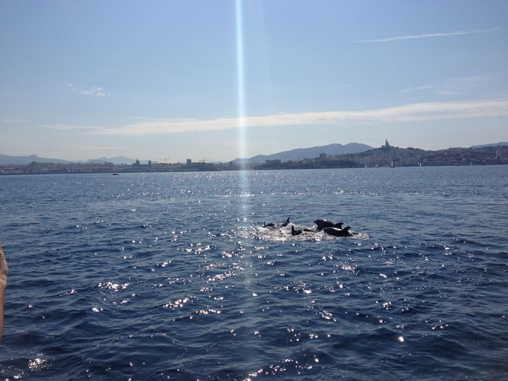 Dauphins devant le vieux-port