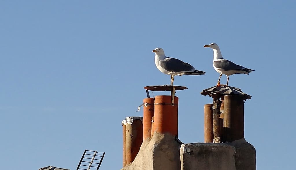 14 heures - Surveillance...
