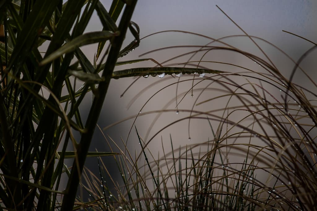 Belles de pluie