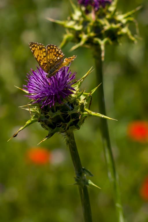 Le monarque et la fleur de chardon