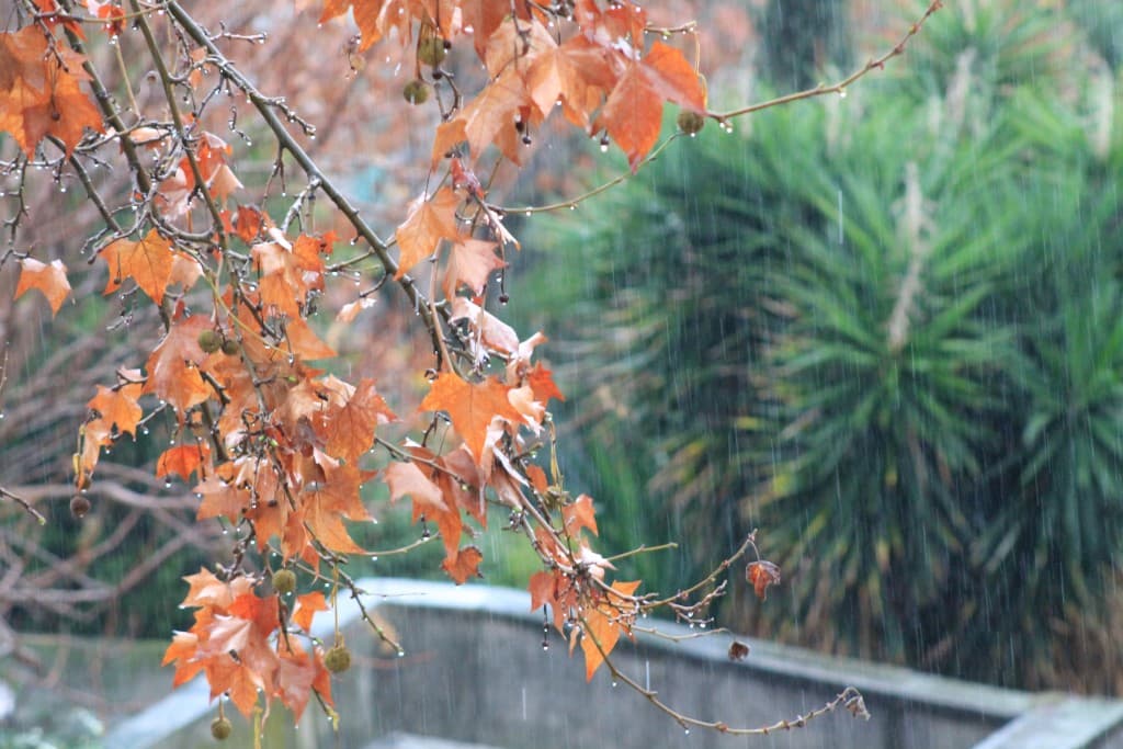 Pluie battante