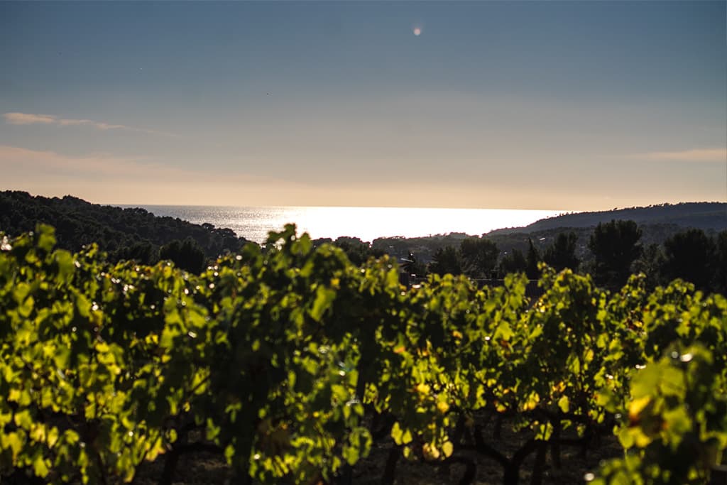 Vignes face à la mer