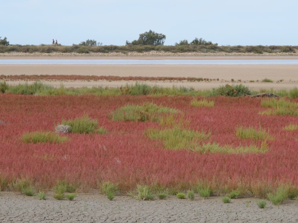 Camargue. Secteur Gacholle