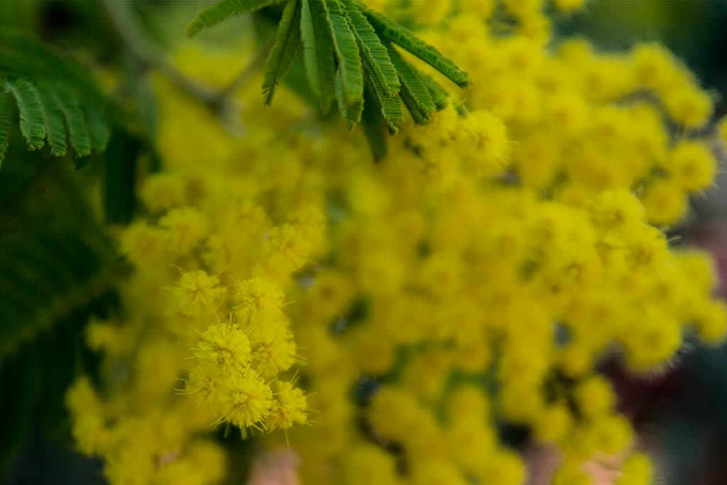 Mimosa en fête