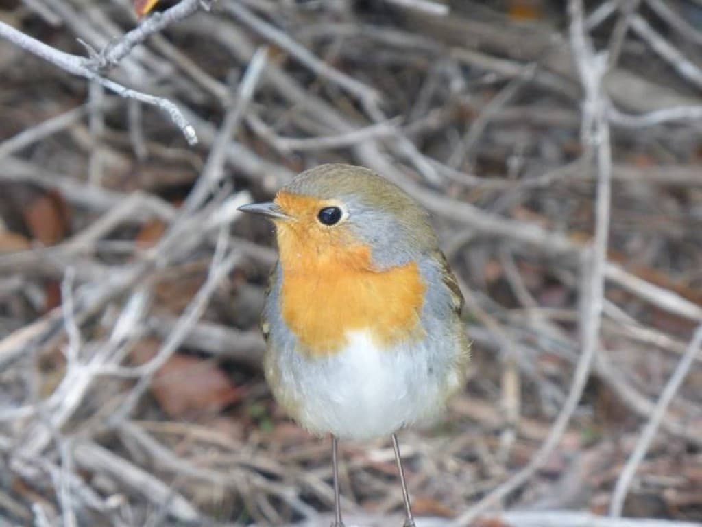 petit habitant des calanques