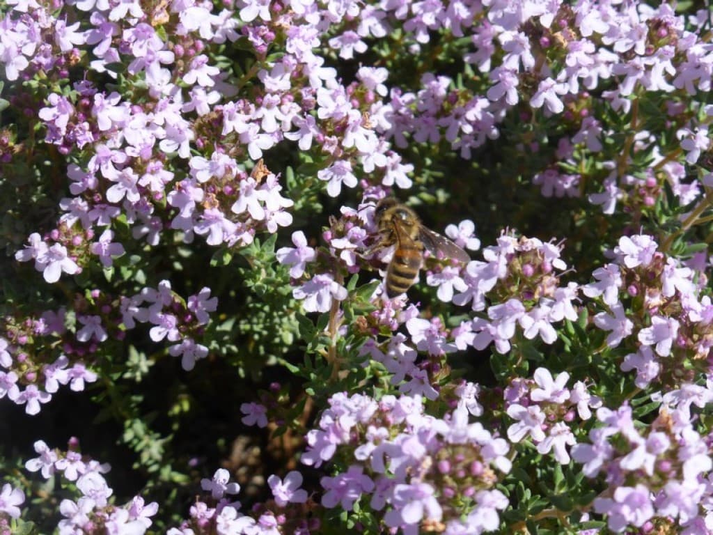 abeille sur thym fleuri