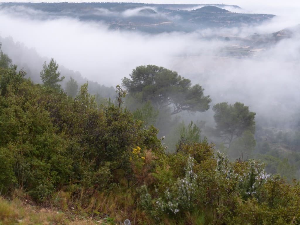 brouillard matinal