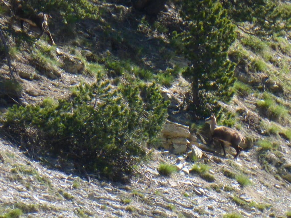 chamois dans les gorges se st pierre 04