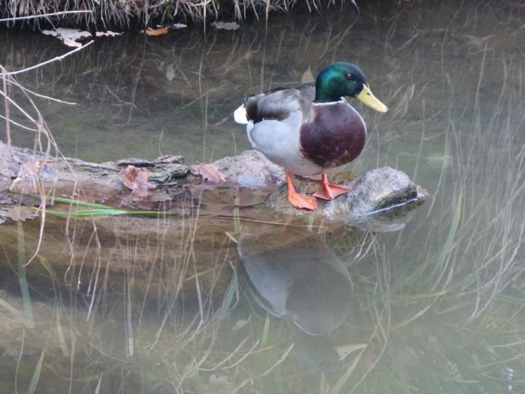 colvert double