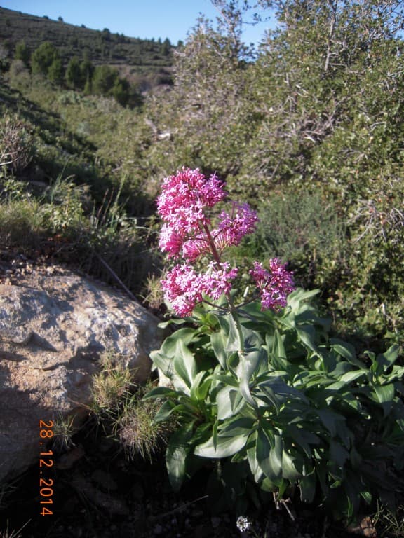 fleur d'hiver