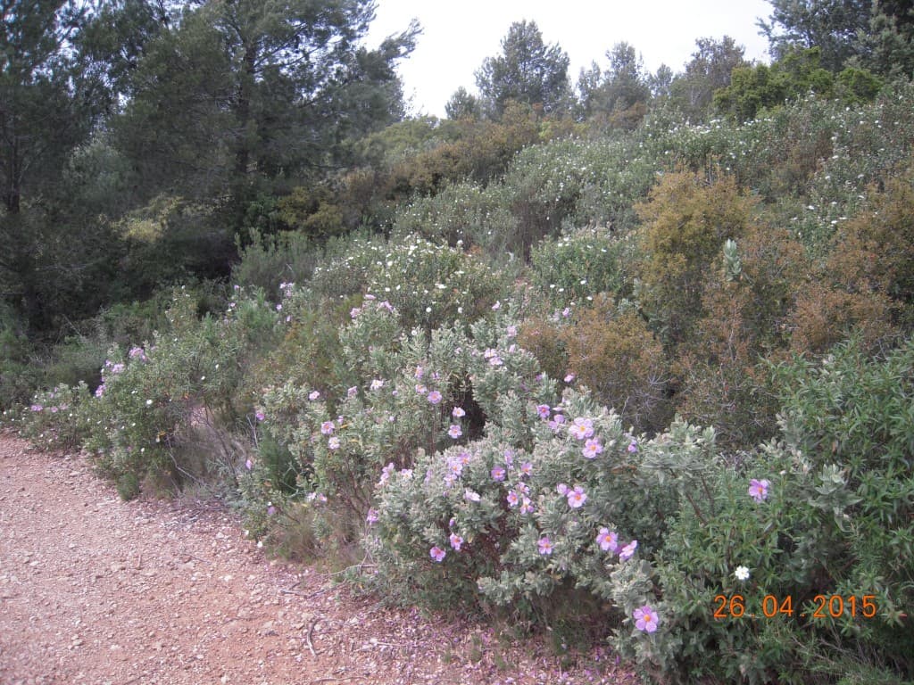 la garrigue en fleur