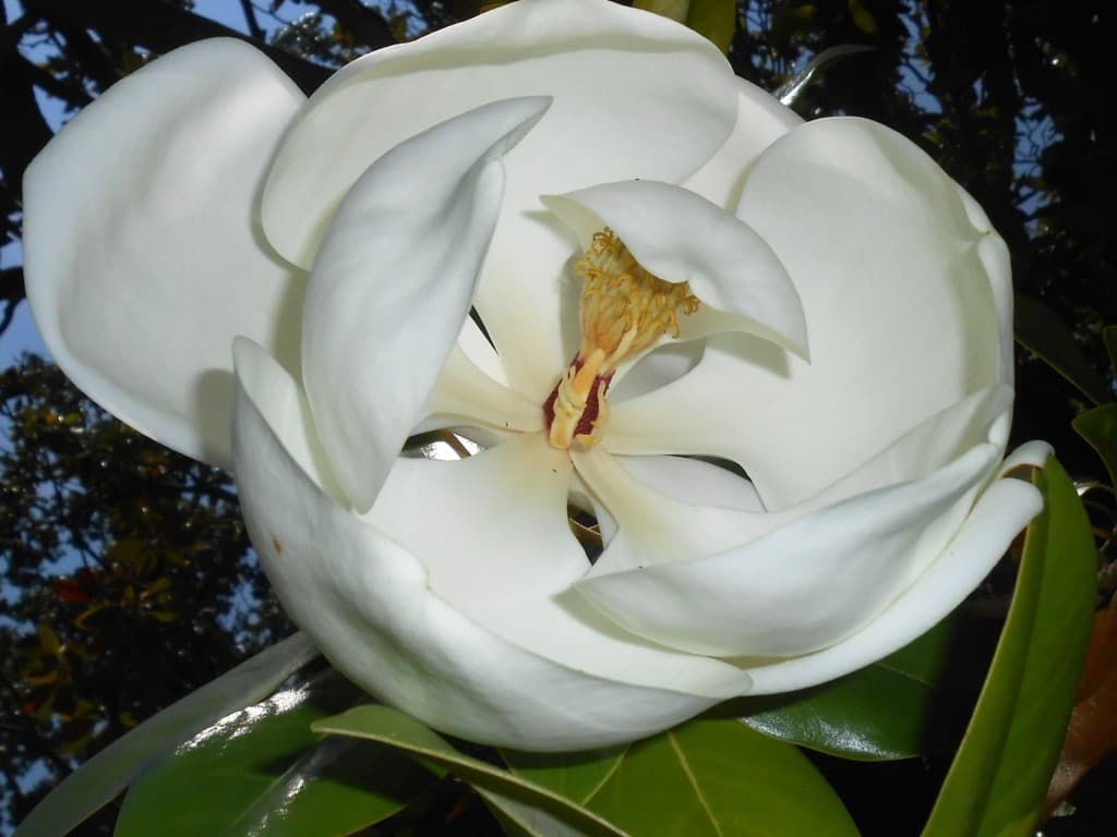 MAGNOLIA parc Borely