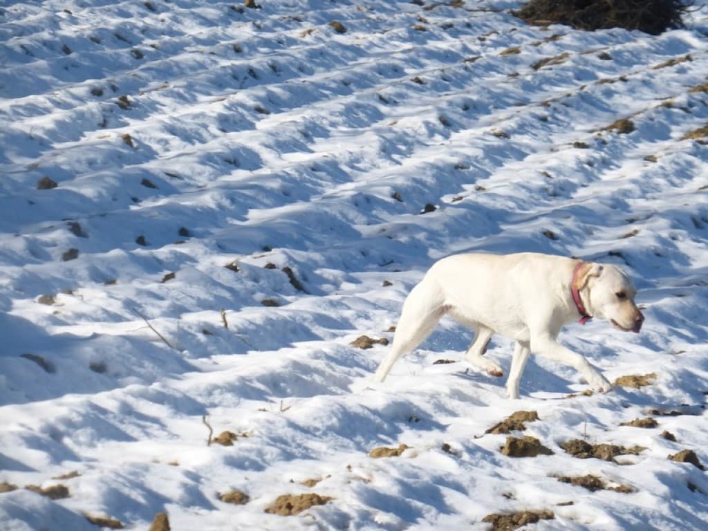 neige dans les labours