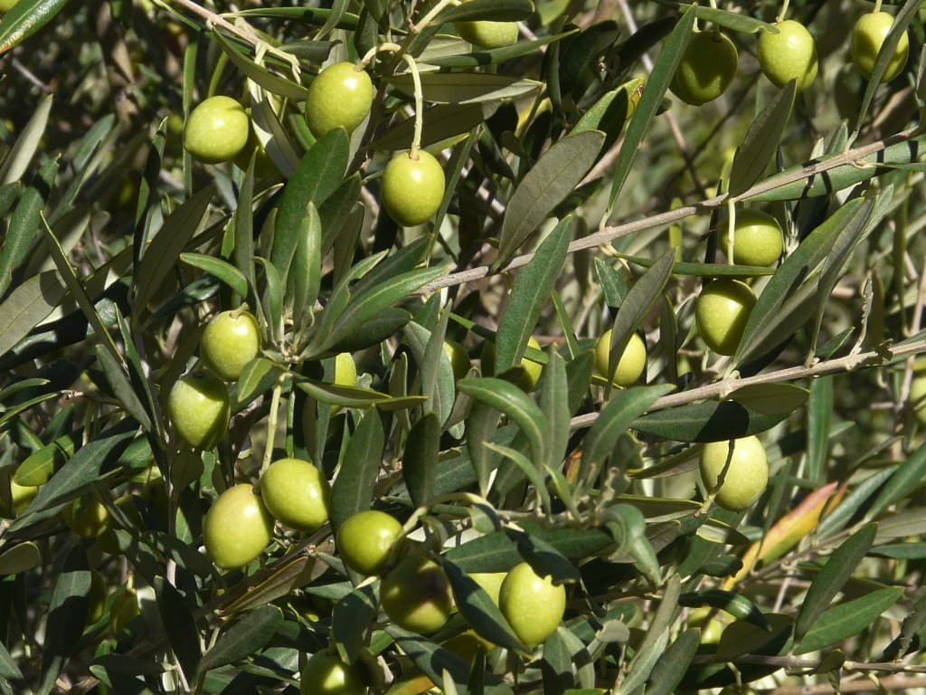 Olives vertes