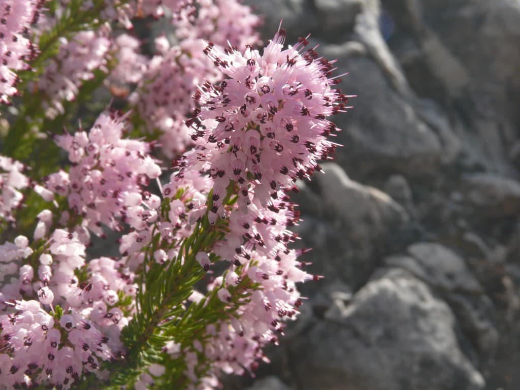 Petites fleurs