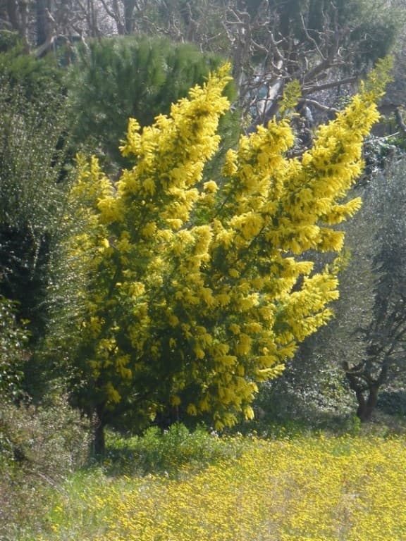 printemps sur le garlaban