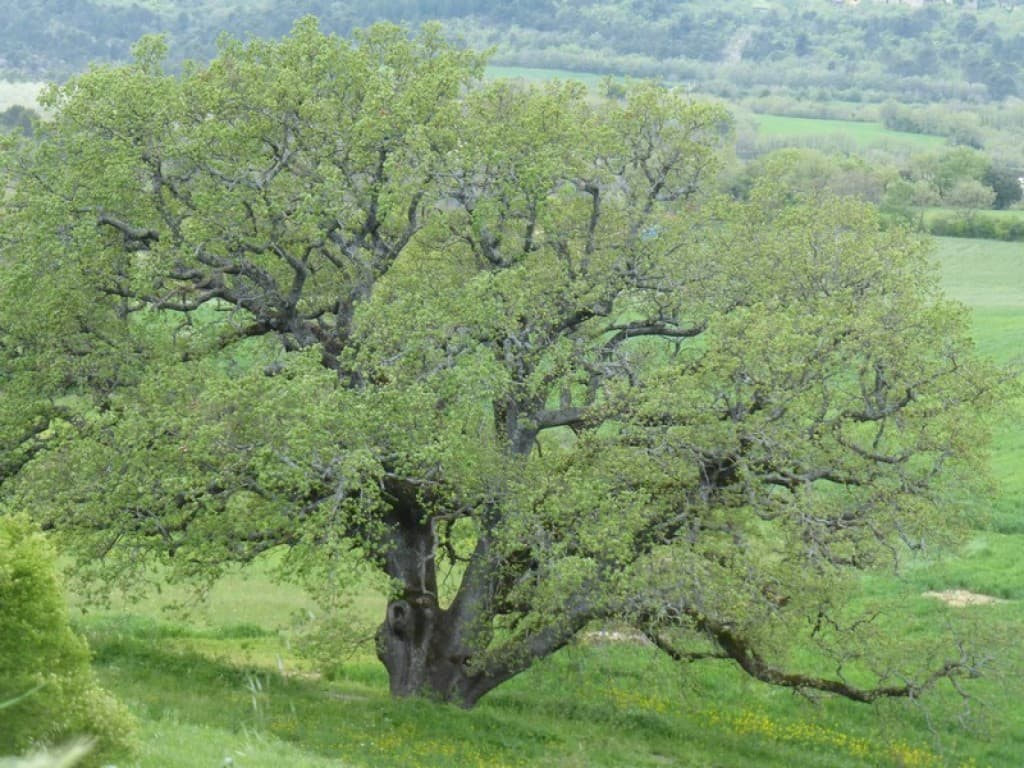 un monument naturel : chêne de 500 ans