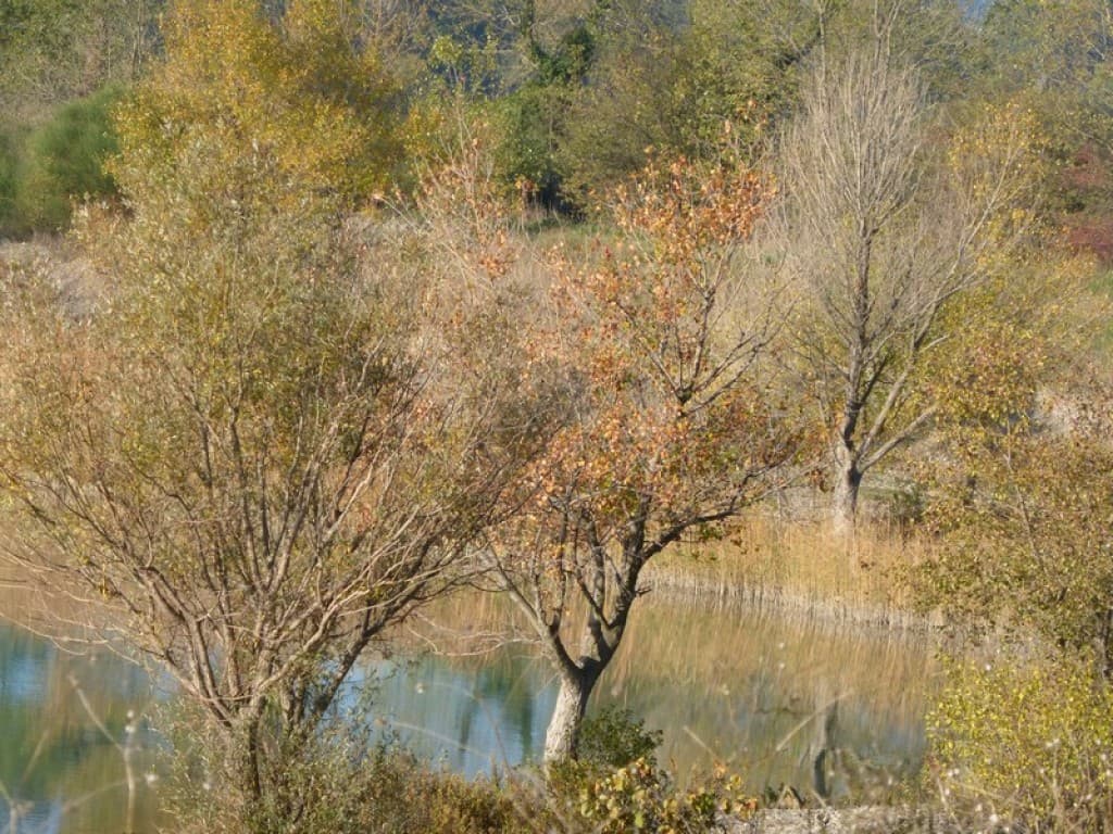 automne doré