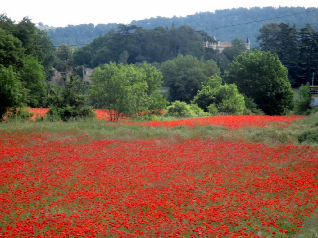 coquelicots a saint zacharie