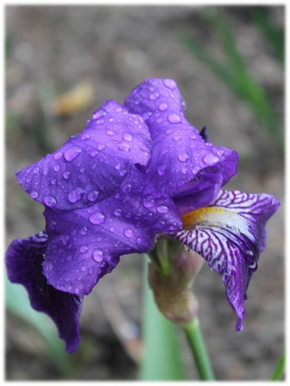 IRIS