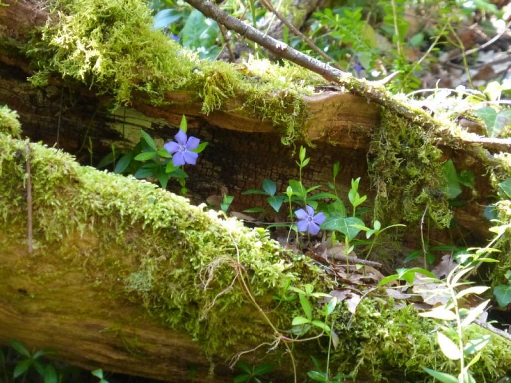 printemps à Buoux