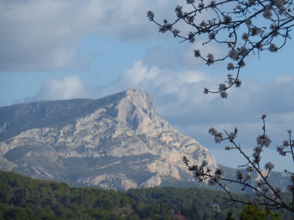 amandier en fleurs