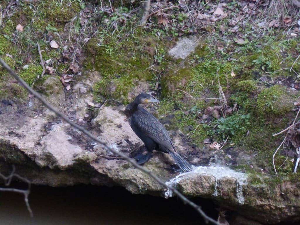 cormoran dans l'Arc