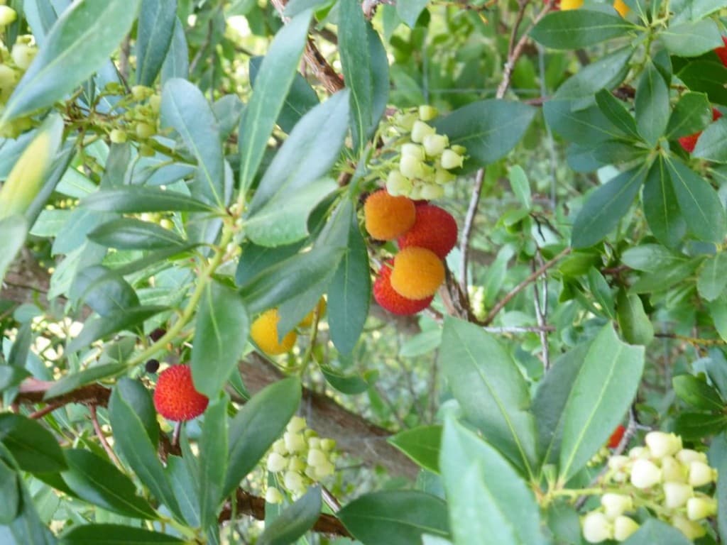fruits et fleurs arbousiers