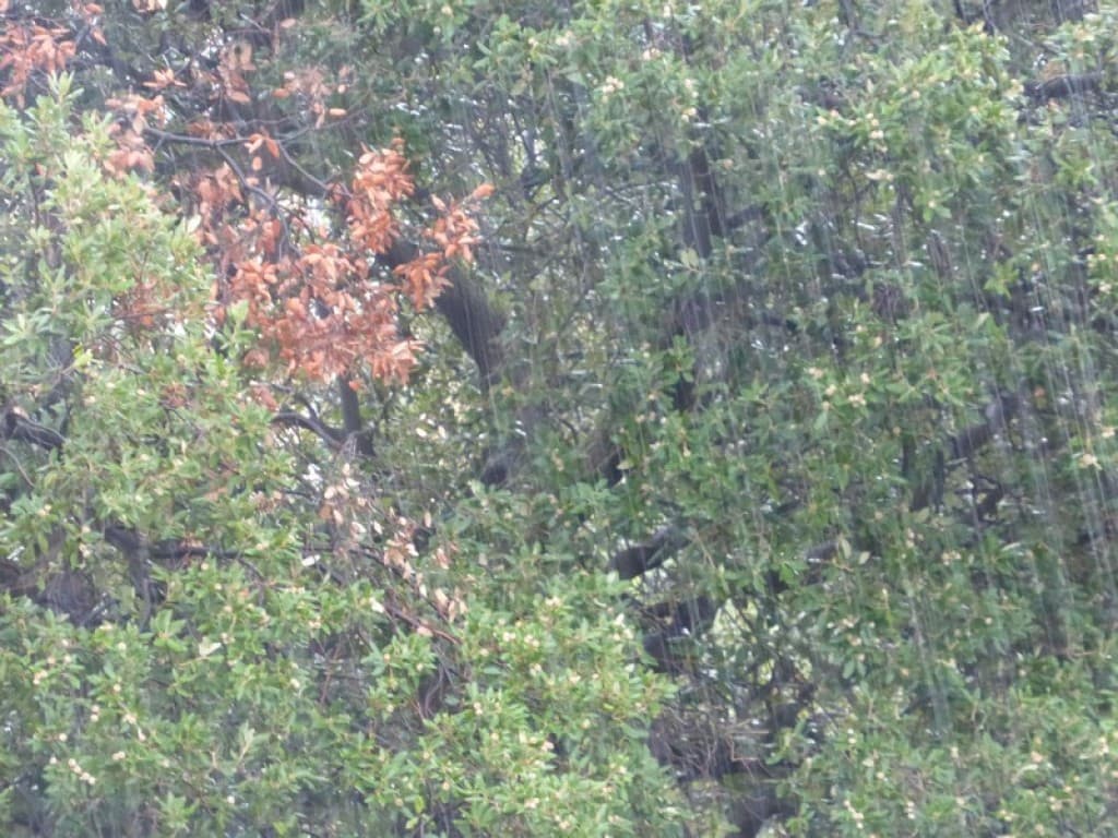 pluie miraculeuse nuit et matin