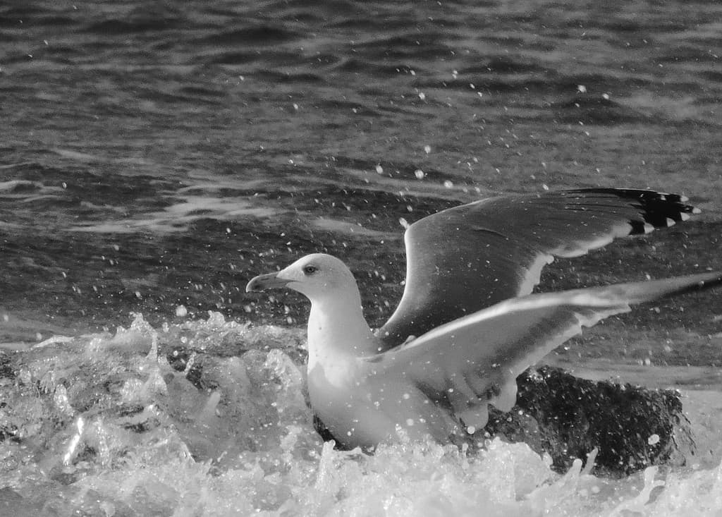 bain des dames 