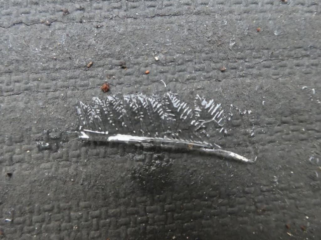 feuille de glace ce matin