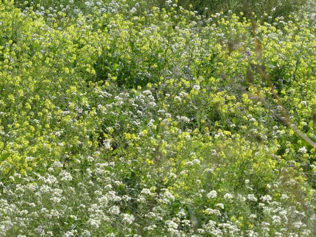 printemps?