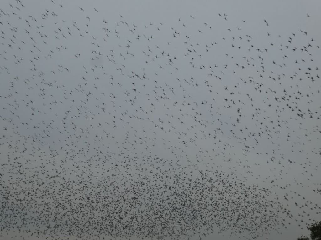 Quand ils arrivent en ville...