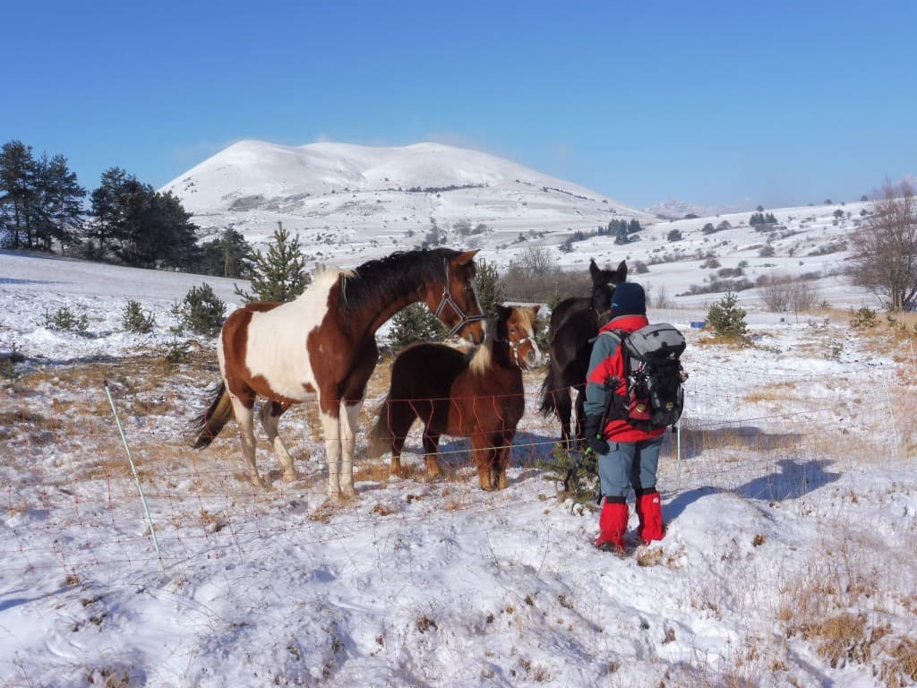 relation chevaux randonneuse