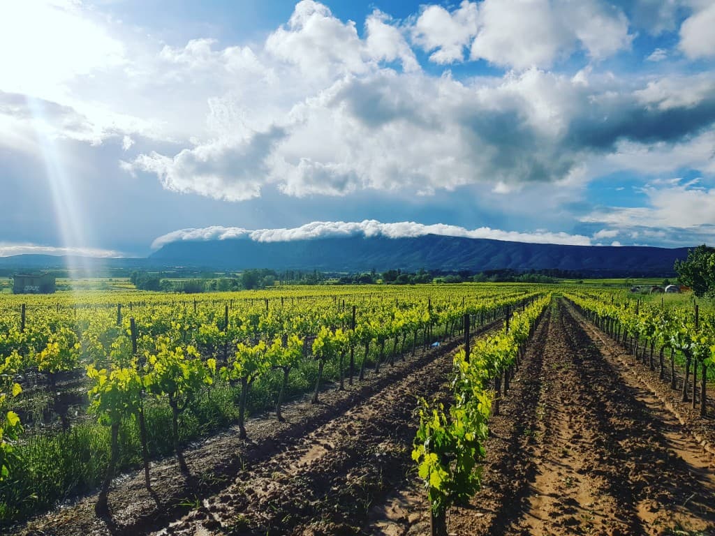 Sainte victoire et vignes