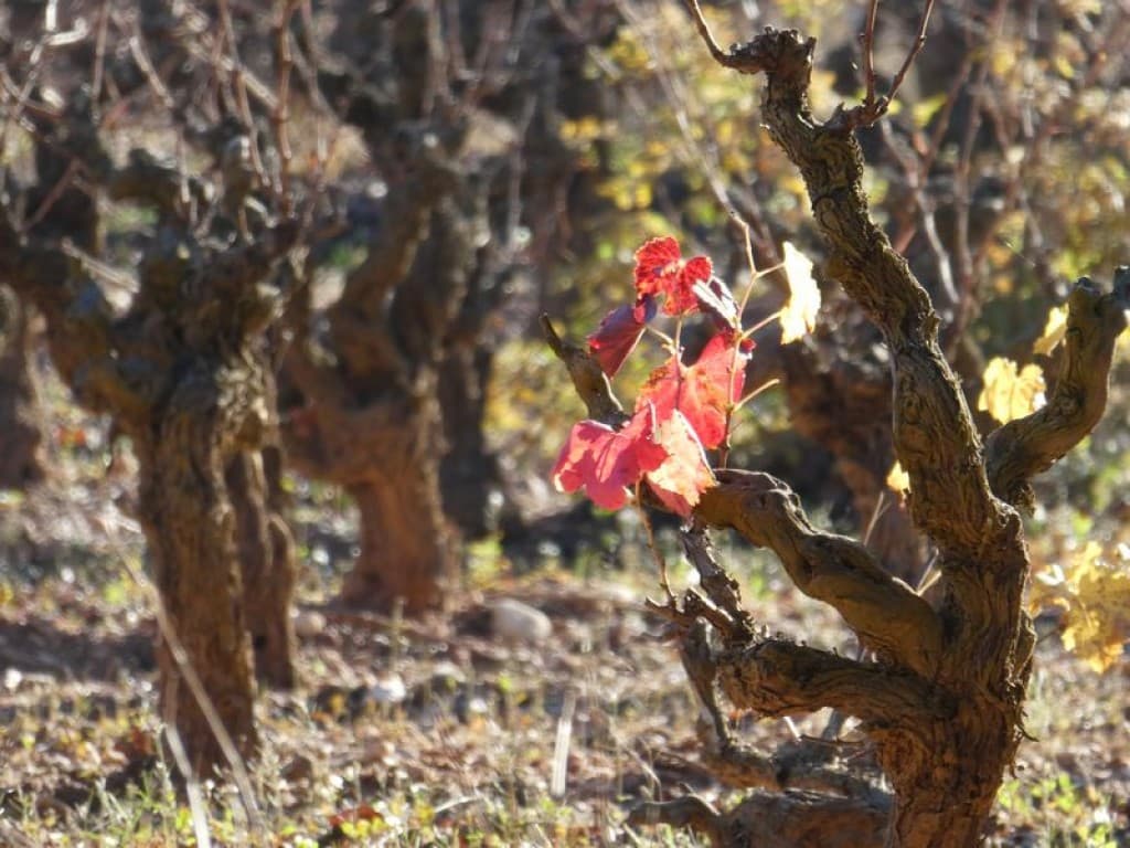 vignes