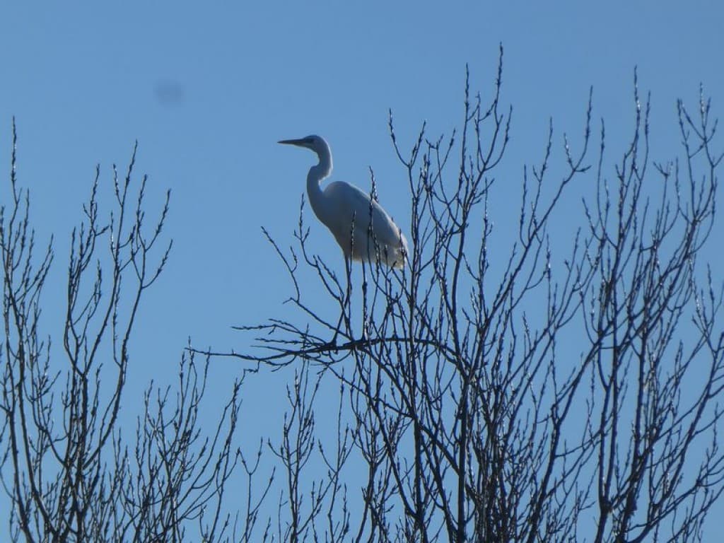 aigrette garzette perchée sur un peuplier