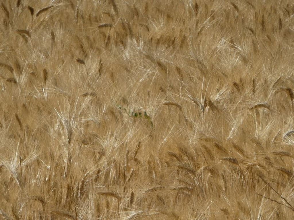 champ de soie