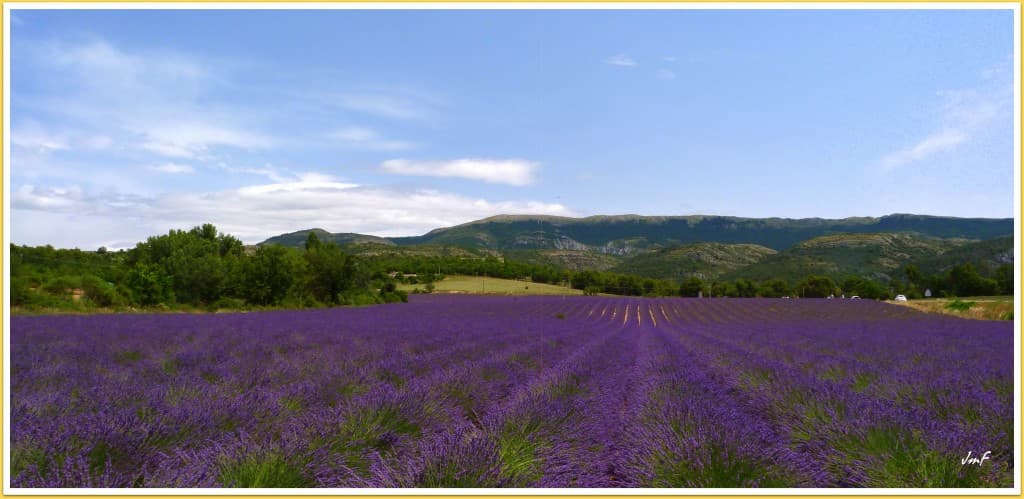 champs de lavande
