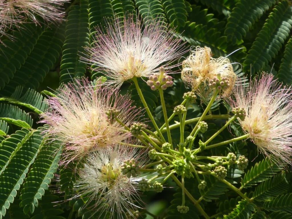 fleurs d'albizia