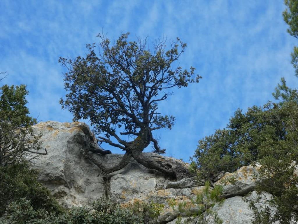 le grand écart du chêne vert