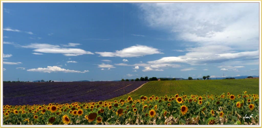 Provence fleurie