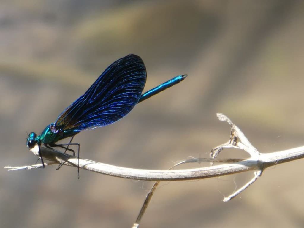 un bijou