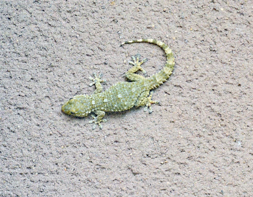 Une tarente