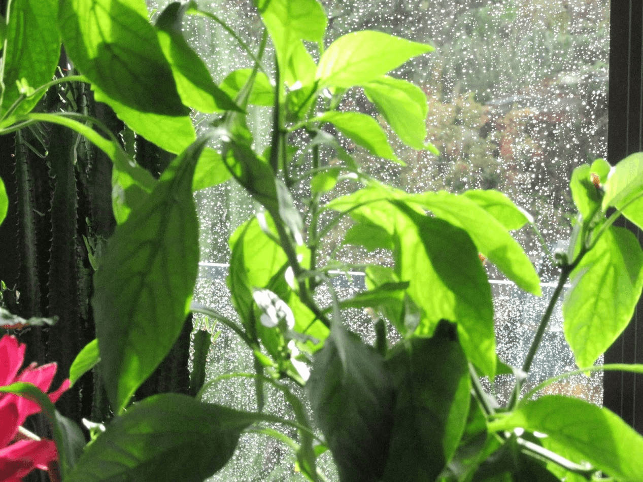 pluie de l'après midi