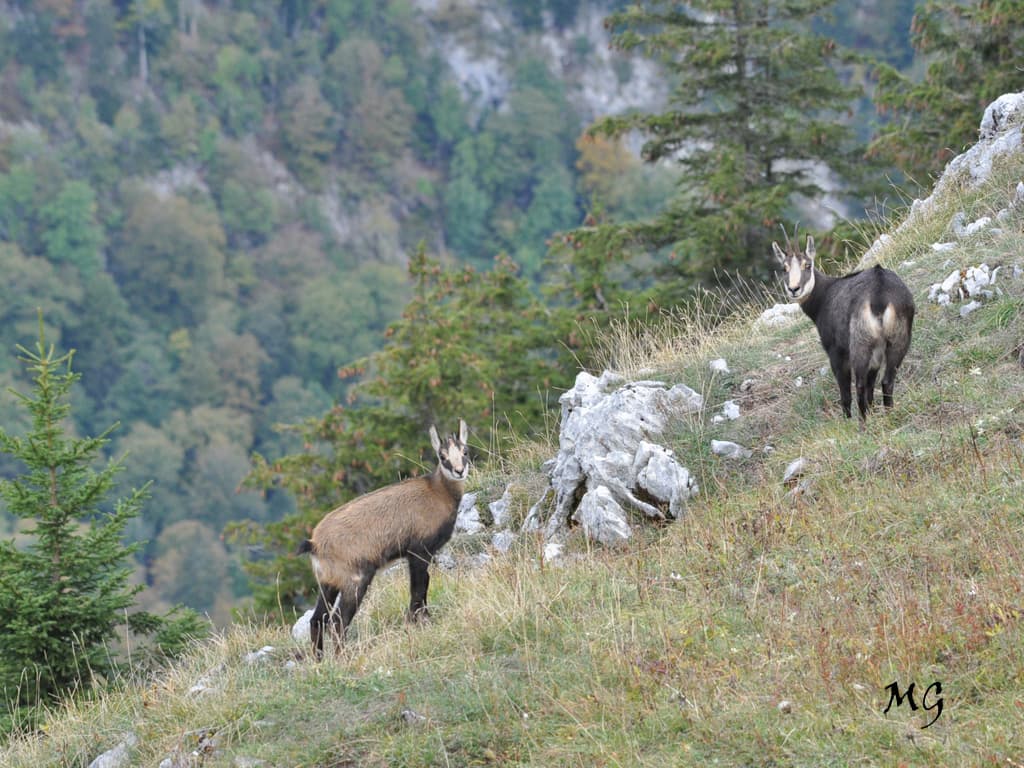 Chamois de Chartreuse . Rencontre automnale