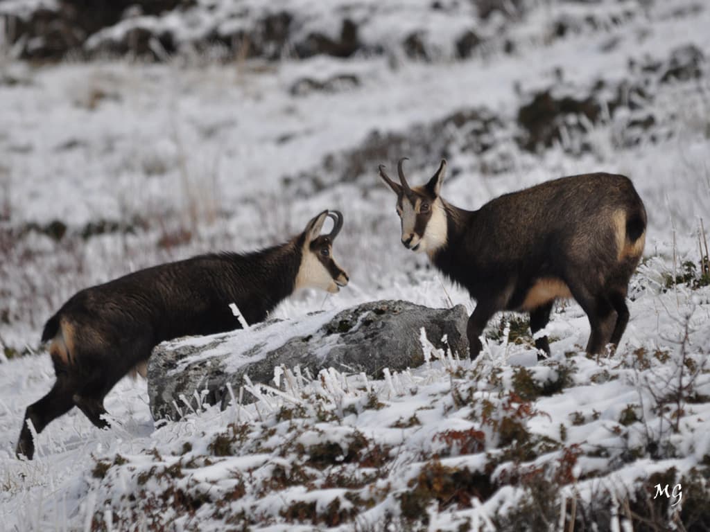 Chamois du massif de la Chartreuse en quête de nourriture !!!