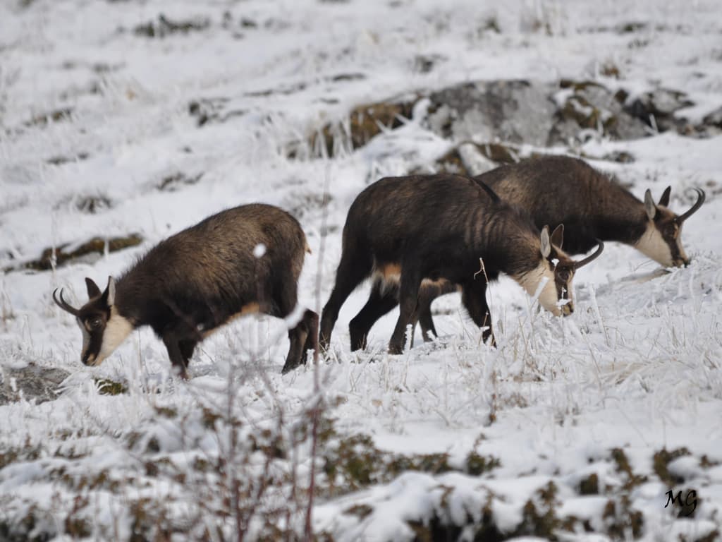 Avec la neige moment difficile pour la faune de nos montagnes !!!