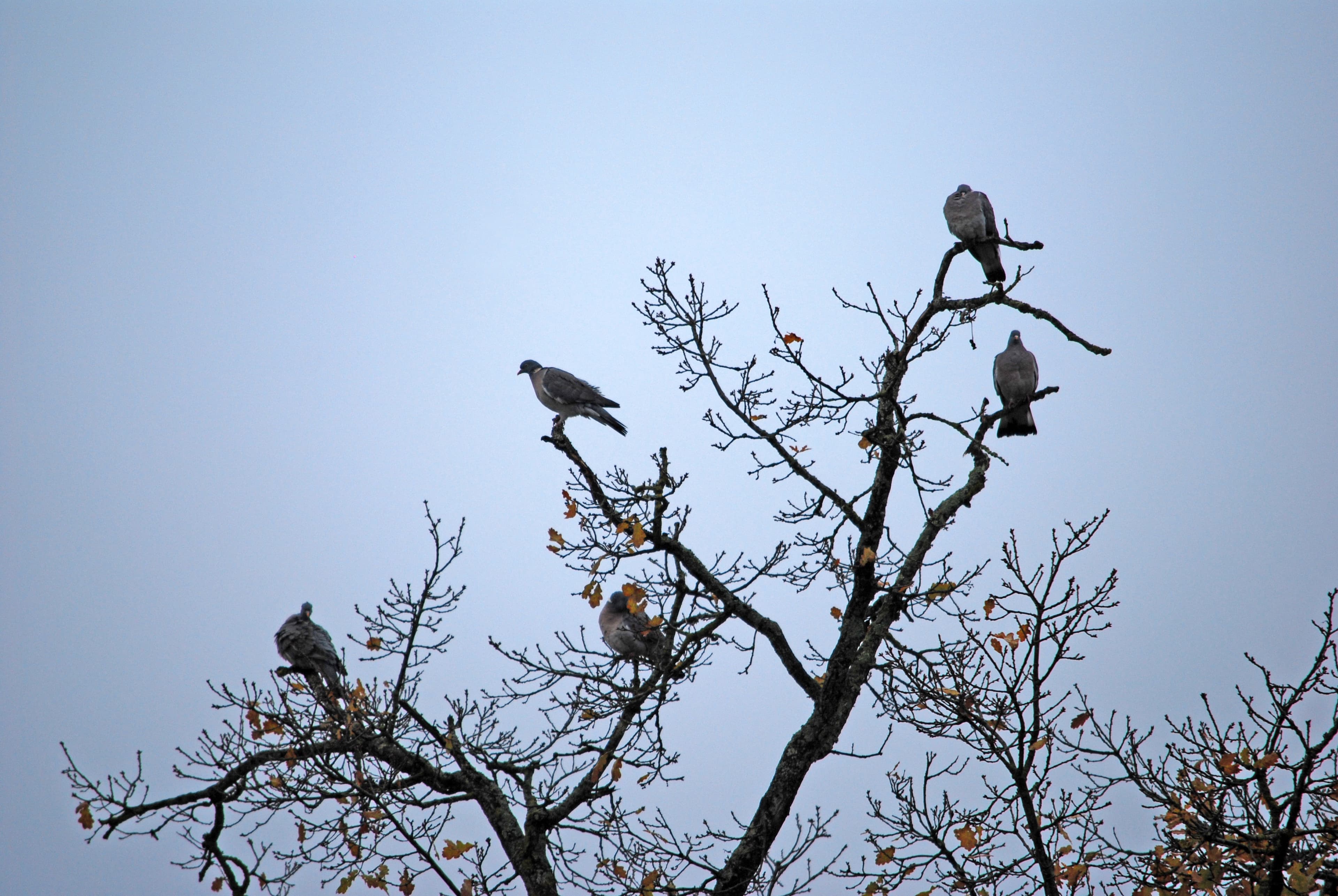 LES PIGEONS DANS LE CHÊNE